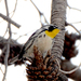 Yellow-throated Warbler (White-Lored) - Photo (c) Steven Mlodinow, some rights reserved (CC BY-NC), uploaded by Steven Mlodinow