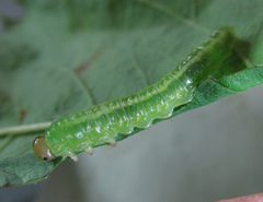Arge nigripes