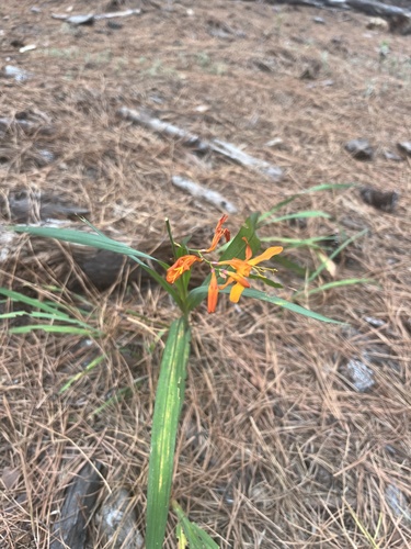 Crocosmia crocosmiiflora observed 2025-08-27