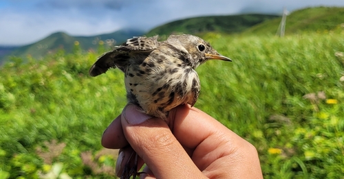 Siberian Pipit (Anthus japonicus), photo 7