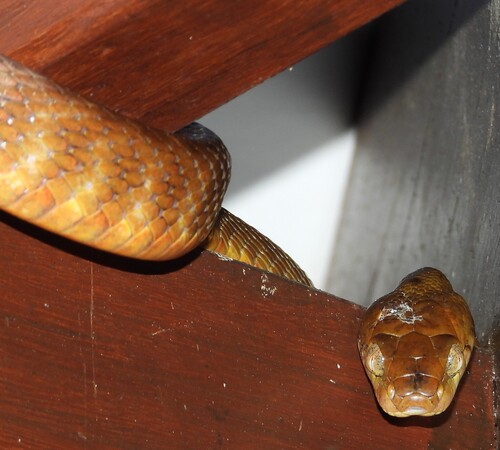Brown Tree Snake sighting