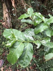 Casearia membranacea