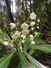 Anopterus glandulosus