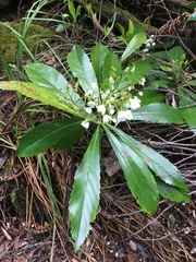 Anopterus glandulosus