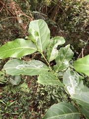 Casearia membranacea