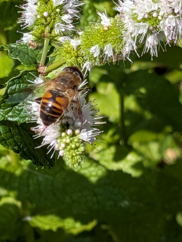 Unknown species found near Whitefish, MT 59937, USA