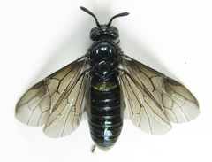 Arge nigripes