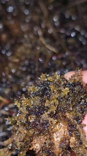 Sphagnum pylaesii, 2025-08-30