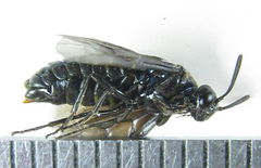 Arge nigripes