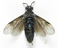 Arge nigripes