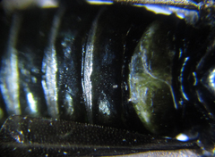 Arge nigripes