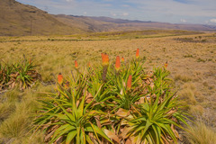 Kniphofia northiae