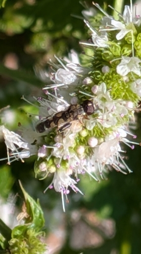 Unknown species found near Whitefish, MT 59937, USA