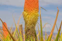 Kniphofia northiae