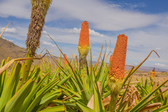Kniphofia northiae