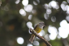 Culicicapa ceylonensis