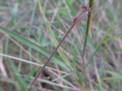 Lestes concinnus