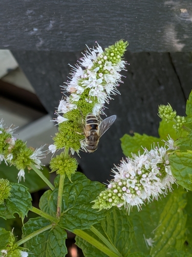 Unknown species found near Whitefish, MT 59937, USA