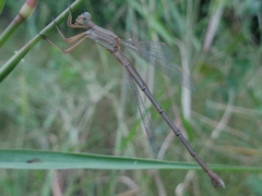 Lestes concinnus
