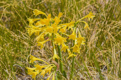 Cyrtanthus flanaganii