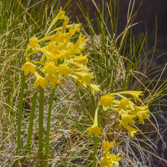 Cyrtanthus flanaganii