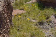 Cyrtanthus flanaganii