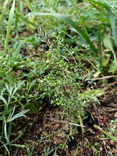 Lepidium apetalum, photograph 6