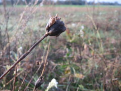 Petrorhagia prolifera
