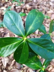 Daphne pontica