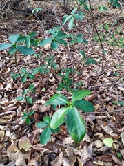 Daphne pontica
