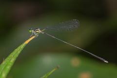 Amphicnemis gracilis