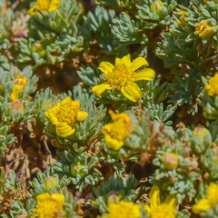 Euryops decumbens