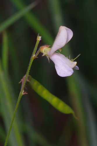 Multi-bloom Tephrosia (Tephrosia onobrychoides)