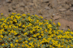 Euryops decumbens