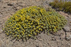 Euryops decumbens