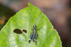 Meltripata picta