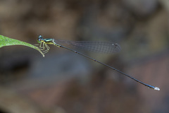 Amphicnemis gracilis
