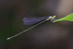 Amphicnemis gracilis