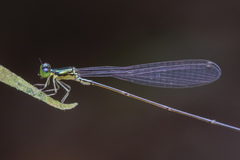 Amphicnemis gracilis