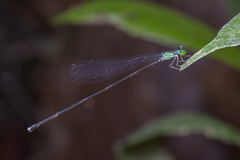 Amphicnemis gracilis