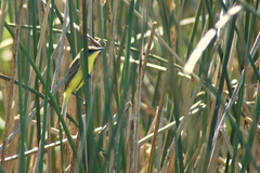 Pseudocolopteryx flaviventris