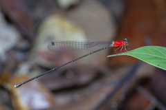 Amphicnemis gracilis