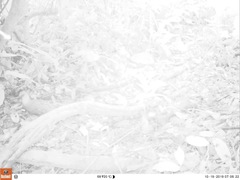 Himantornis haematopus