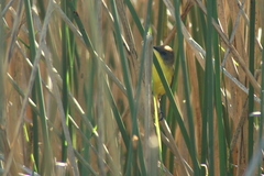 Pseudocolopteryx flaviventris