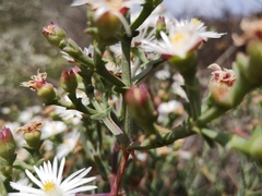 Ruschia multiflora
