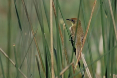 Pseudocolopteryx flaviventris