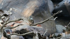 Muscicapa muttui