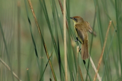 Pseudocolopteryx flaviventris