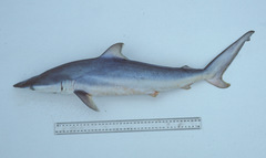 Carcharhinus brevipinna