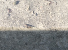 Stenomelania plicaria